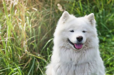 Beyaz Samoyed köpek arka planda güneşli kuru çimenlerin üzerinde. Bir uzay mayını için bir yer. Yatay yönelim.