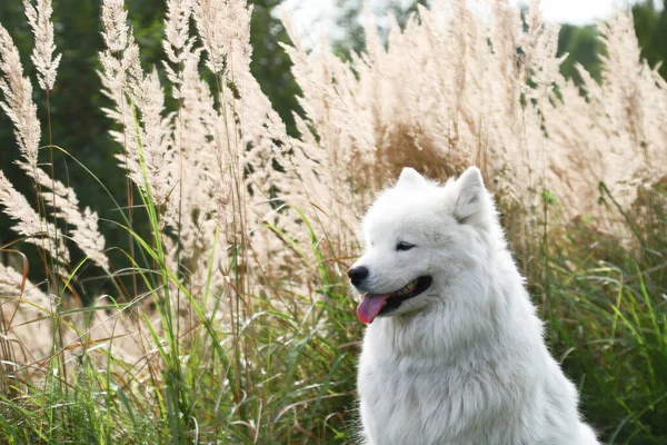 Een Mooie Witte Samoyed Hond Zit Tevreden Achtergrond Van Herfstgras — Stockfoto
