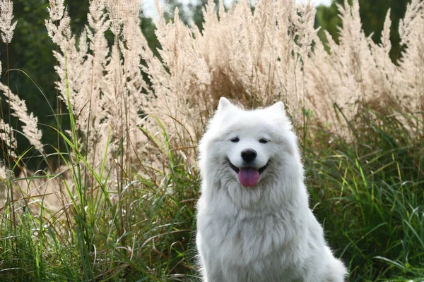 Een Mooie Witte Samoyed Hond Zit Tevreden Achtergrond Van Herfstgras — Stockfoto