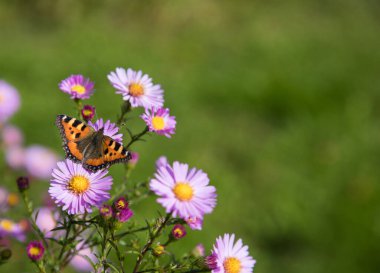 Güzel kelebek (Aglais urtica.Nymphalidae) sonbahar çiçeklerinde kurdeşen döker. Sonbahar çiçeklerinde güzel kelebek kovanları. Uzayın bir kopyası için bir yer... yatay yönelim