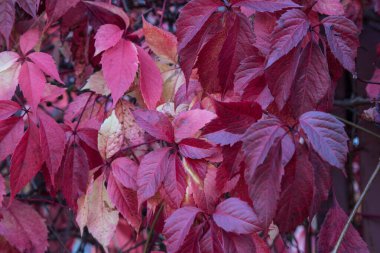 Sonbaharda kırmızı üzüm yapraklarının botanik arka planı. Uzayın bir kopyası için bir yer. Vahşi üzümlerin kırmızı yapraklarının botanik arka planı. Uzayın bir kopyası için bir yer.