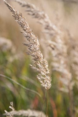 Sonbahar tarlada sararmış otlar. Uzayın bir kopyası için bir yer. Dikey yönelim