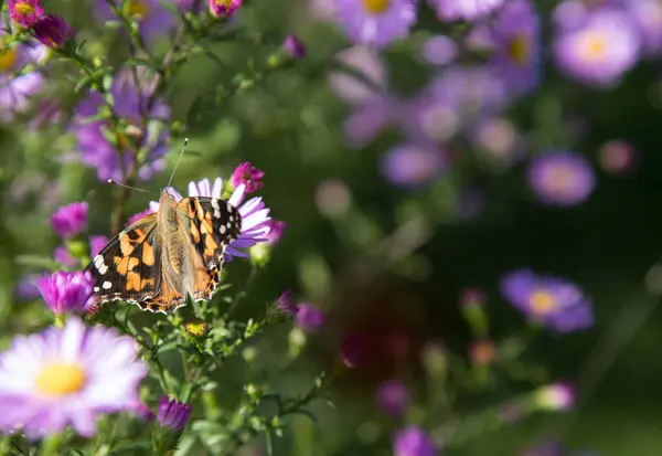 Schöne Schmetterlingsbeuten Nymphalidae Auf Herbstlichen Fliederblüten Ein Platz Für Einen — Stockfoto