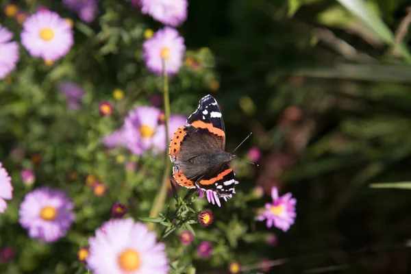 Krásný Den Motýl Admirál Vanessa Atlanta Nymfalidae Kvetoucích Rostlinách Místo — Stock fotografie