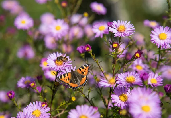 Güzel kelebek (Aglais urtica.Nymphalidae) kurdeşen ve arılar sonbahar çiçekleri üzerinde. Kopya alanı için bir yer.