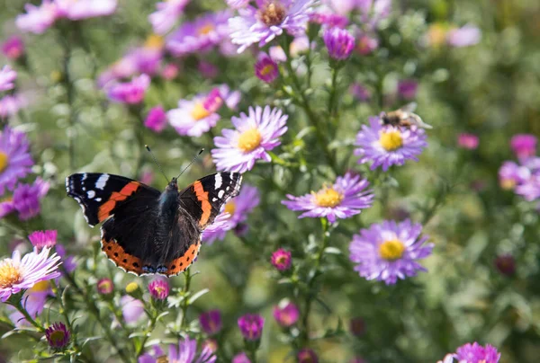 Der Schöne Schmetterling Admiral Vanessa Atlanta Nymphalidae Auf Herbstblumen Platz — Stockfoto