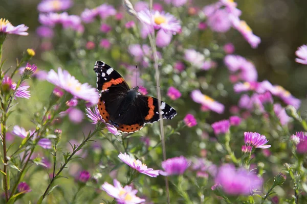 Schöner Tagfalter Admiral Vanessa Atlanta Nymphalidae Für Herbstblühende Lavendelpflanzen Ein — Stockfoto