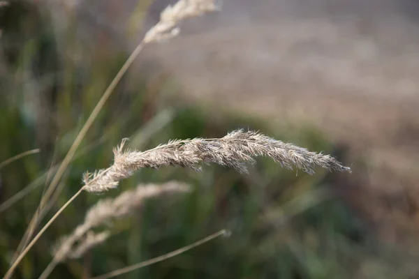 Outono Grama Seca Campo Lugar Para Uma Cópia Espaço Orientação — Fotografia de Stock