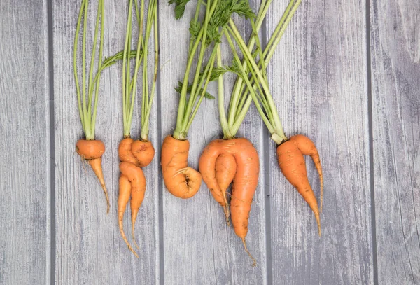 Garip şekilli deforme olmuş çirkin havuç kökleri ahşap bir arka planda yatıyor. Uzay mayını için bir yer. Yatay yönelim