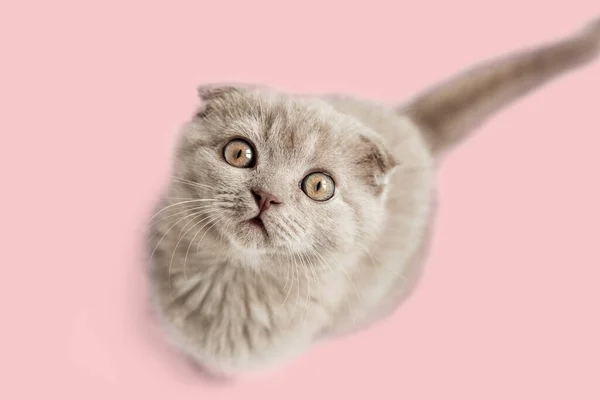 Портрет Милого Котенка Сидящего Розовом Фоне Смотрящего Вверх Шотландский Кот — стоковое фото