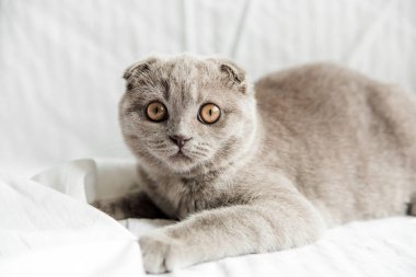 Beyaz arka planda büyük gözleri olan İskoç gri kedisi. İskoç Kısaltma Kedisi. Uzayı kopyala