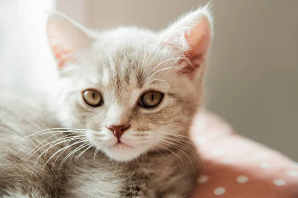 Portrait Cute Kitten Resting Pillow Scottish Cat Close View — Stock Photo, Image