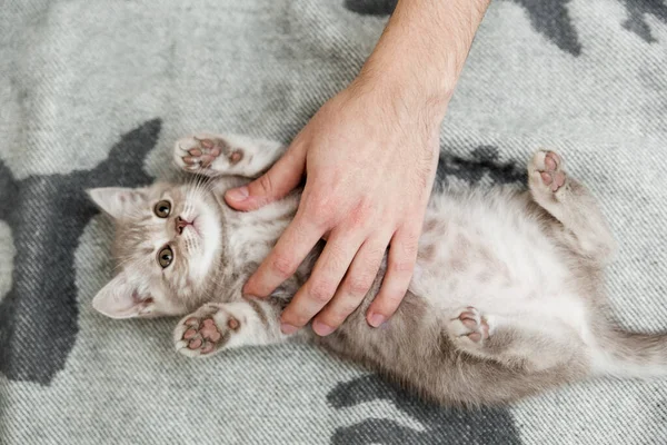 Grappig Schattig Katje Het Bed Schotse Vouw Kat Handen Bovenaanzicht — Stockfoto