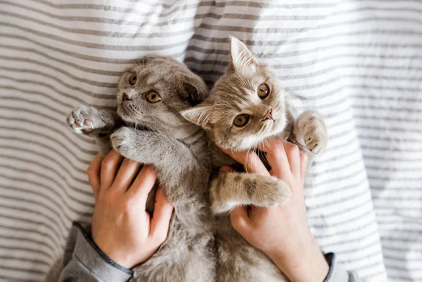 Portrait Cute Grey Cats Hands Scottish Cat Top View — Stock Photo, Image