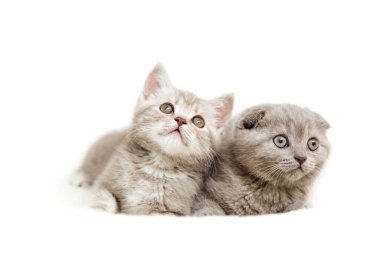 Beyaz arka planda ışıklı sevimli kedi yavruları. İskoç kedisi. Beyazda izole edilmiş. Boşluğu kopyala