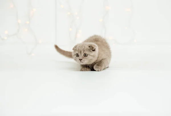 Gatito Lindo Divertido Fondo Blanco Con Luz Pliegue Escocés Cat — Foto de Stock