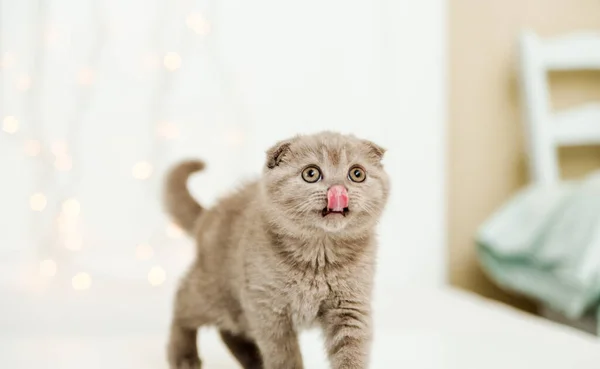 Grappig Schattig Kitten Witte Achtergrond Met Licht Schotse Vouw Cat — Stockfoto