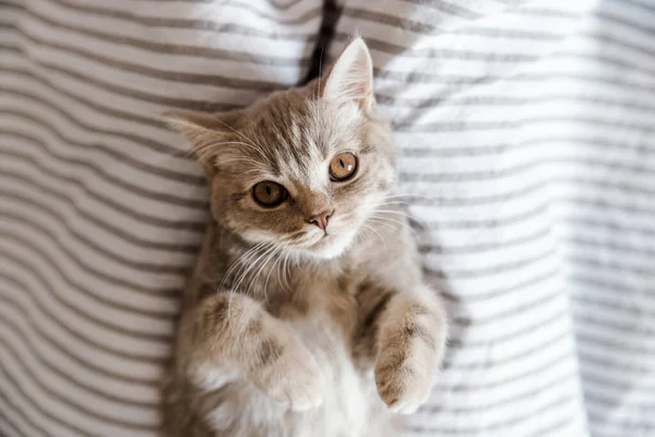 Retrato Gato Gris Lindo Vista Superior —  Fotos de Stock
