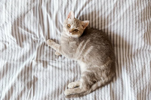 ベッドの上にかわいい灰色の猫の肖像画スコットランドの猫 — ストック写真