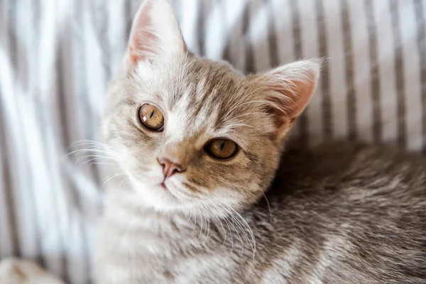 ベッドの上にかわいい灰色の猫の肖像画スコットランドの猫 トップビュークローズアップ — ストック写真