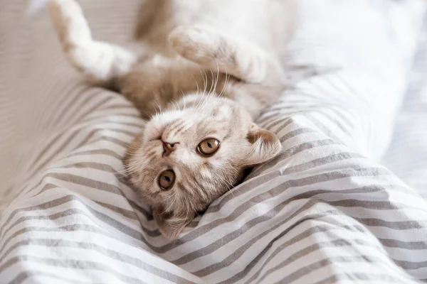 Kitten Portrait Brincalhão Feliz Gato Bonito Cinzento Cat Scottish — Fotografia de Stock