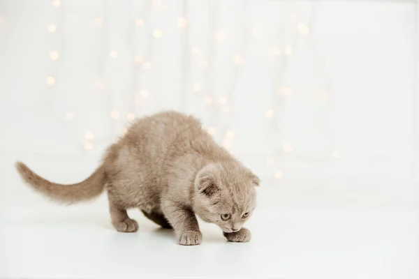 Funny Cute Kitten White Background Light Scottish Fold Cat Copy — Stock Photo, Image
