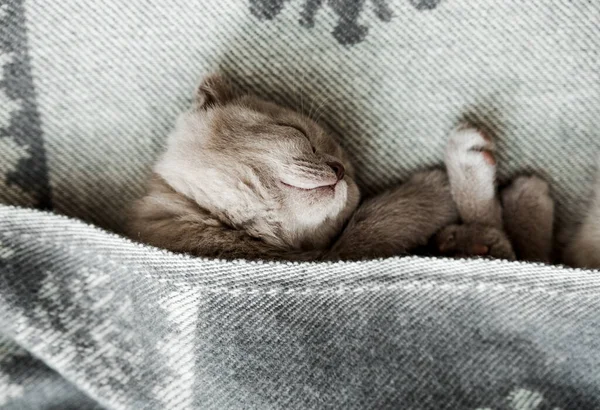 Yatakta Uyuyan Küçük Sevimli Kedi Yavrusu Skoç Kedisi Seçmeli Odaklanma — Stok fotoğraf