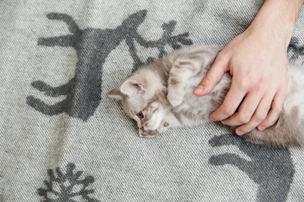 Yatakta Komik Şirin Kedi Yavrusu Ellerinde Skoç Kedisi Üst Manzara — Stok fotoğraf