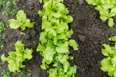Bahçedeki toprakta taze yeşil marul yetişiyor. Tarım ve sebze yetiştirme kavramı.