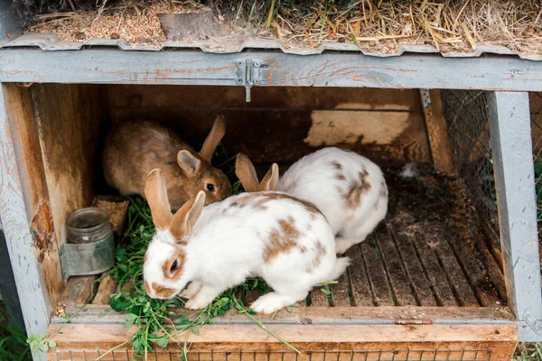 Rabbits Cage Eat Grass Rabbit Cage Feeding Rabbits — Stock Photo, Image