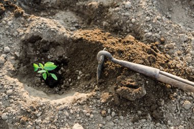 Dolmalık biber tohumları. Bahçıvanlık. Toprağa biber ekme süreci