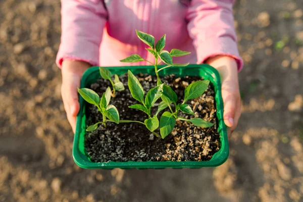 Саженцы Перца Gardening Green Листья Растений Лоток Руках — стоковое фото