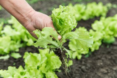 Bahçe yatağından taze yeşil marul, kadınların elinde. Tarım ve sebze yetiştirme kavramı