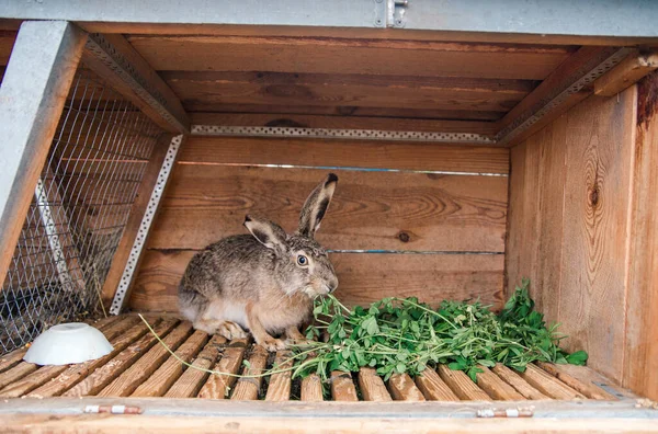 Bir kafeste evcilleştirilmiş yabani tavşan ot yer. Tavşan kafesi. Tavşanları besle.