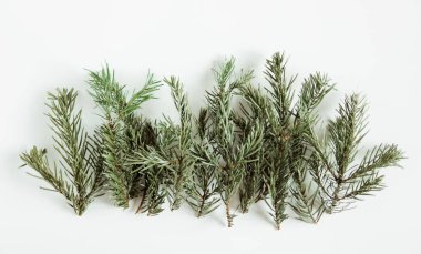 Firavun çamı dalları. Beyaz arka planda Noel ağacı. Uzayı kopyala Minimalist İskandinav tarzı. Noel ağacı arka planı