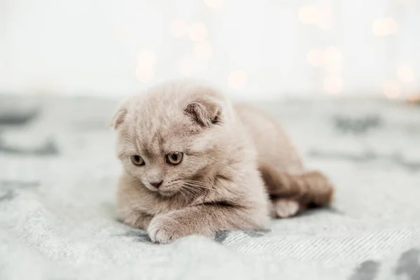 Little Grey Kitten Scottish Fold Light White Background — Stock Photo, Image