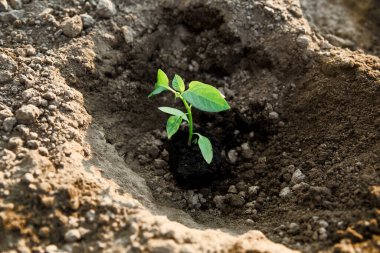 Dolmalık biber tohumları. Bahçıvanlık. Toprağa biber ekme süreci