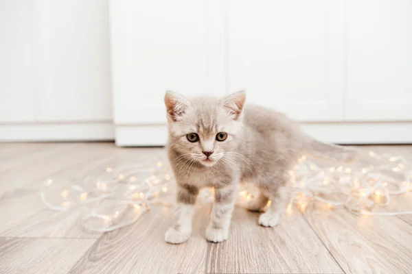 Söt Tabby Grå Kattunge Med Julbelysning Skotska Raka — Stockfoto