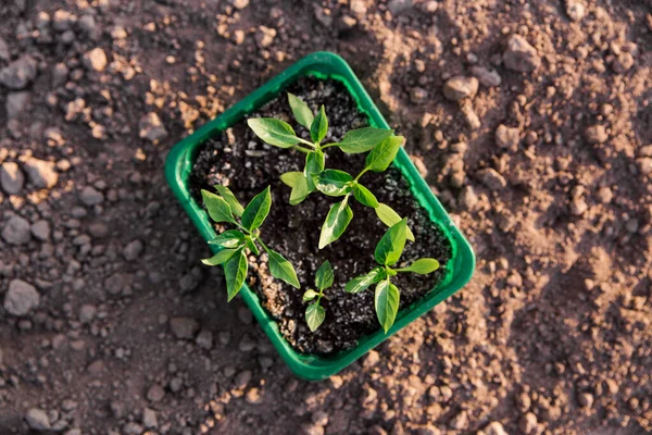 Dolmalık biber tohumları. Bahçe. Çimenlikte yeşil yaprak. en üstteki görünüm