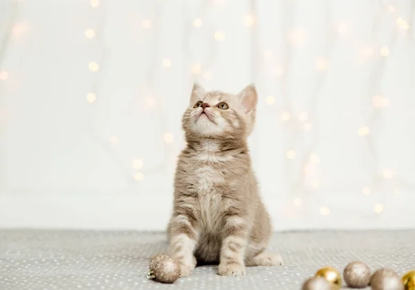 Small Tabby Grey Kitten Scottish Straight Light Christmas Balls White — Stock Photo, Image