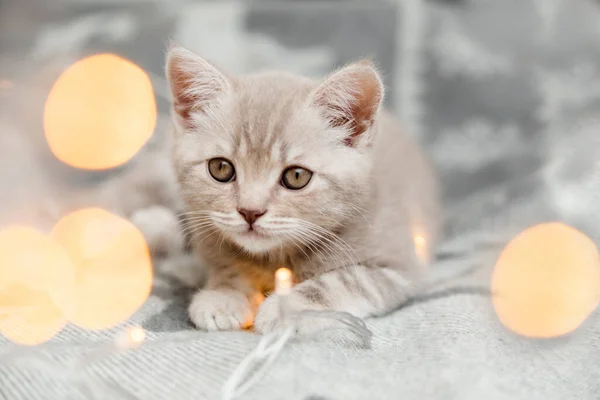 Cute Tabby Grey Kitten Christmas Light Scottish Straight — Stock Photo, Image
