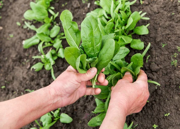 Färsk Grön Spenat Från Trädgårdsäng Kvinnliga Händer Jordbruk Och Odling — Stockfoto