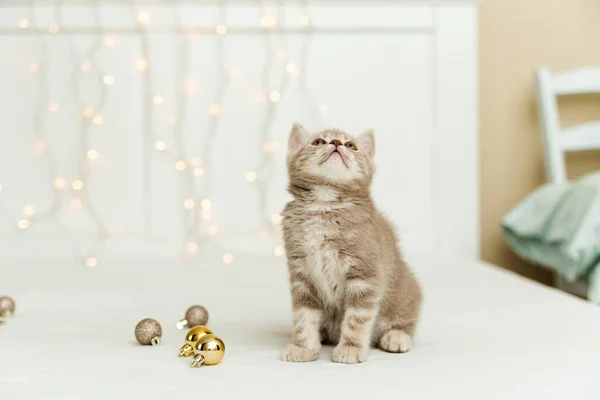 Piccolo Gattino Grigio Tabby Con Albero Natale Scozzese Dritto Luce — Foto Stock