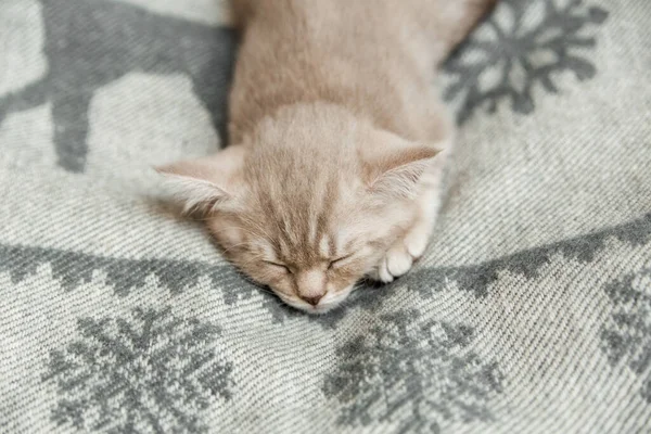 Słodki Mały Szary Kociak Tabby Scottish Prosto Plecione Wełny Widok — Zdjęcie stockowe