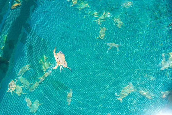 Fisch Rafting Auf Floß Schwimmenden Fischzucht Con Dao Insel Vietnam — Stockfoto