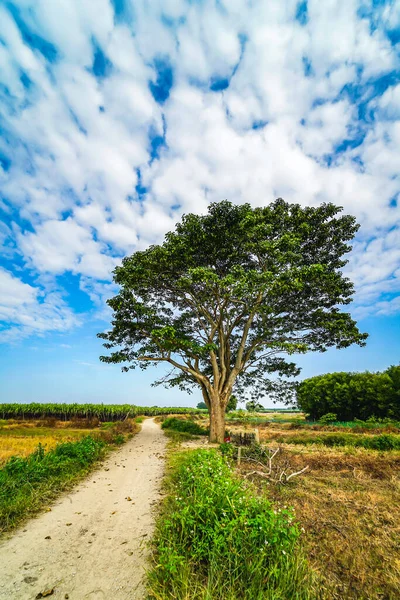 a chinese parasol tree (firmiana simplex)(a scene in the movie Mat biec) grow lonely in the fields near Do Do village, Quang Dien district, Hue, Vietnam