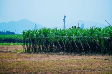 Taze ve yeşil şeker kamışı tarlası manzaralı Do Do Do köyü, Quang Dien bölgesi, Hue, Vietnam. Doğa ve gıda konsepti.