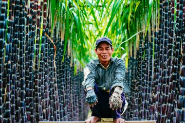 Hue, Vietnam - 6 Şubat 2020: Thua Thien Hue, Vietnam 'da Ha Cang köyü yakınlarındaki taze yeşil şeker kamışı tarlalarını hasat eden ve bakımını yapan çiftçilerin görüntüsü. Doğa ve gıda konsepti.