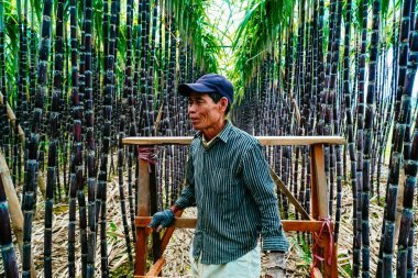 Hue, Vietnam - 6 Şubat 2020: Thua Thien Hue, Vietnam 'da Ha Cang köyü yakınlarındaki taze yeşil şeker kamışı tarlalarını hasat eden ve bakımını yapan çiftçilerin görüntüsü. Doğa ve gıda konsepti.