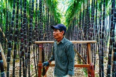 Hue, Vietnam - 6 Şubat 2020: Thua Thien Hue, Vietnam 'da Ha Cang köyü yakınlarındaki taze yeşil şeker kamışı tarlalarını hasat eden ve bakımını yapan çiftçilerin görüntüsü. Doğa ve gıda konsepti.